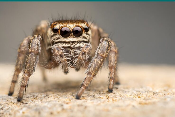 Springspinne