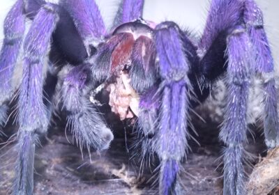spider1181
